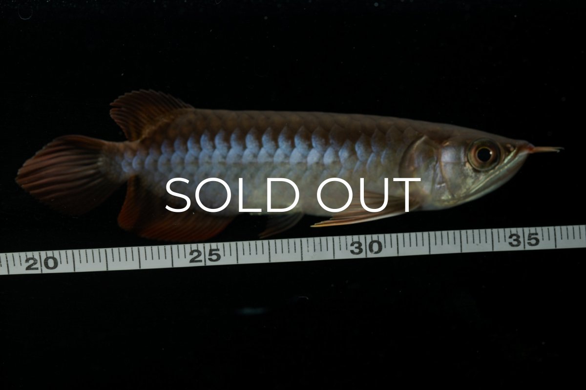 画像10: チリレッド NO.23（インドネシア産） (10)