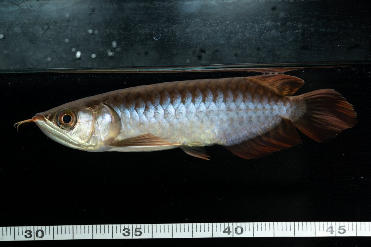 画像11: チリレッド NO.23（インドネシア産） (11)