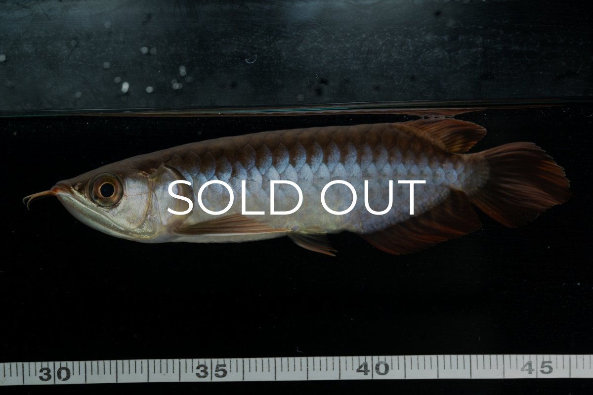 画像11: チリレッド NO.23（インドネシア産） (11)