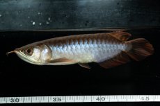 画像11: チリレッド NO.23（インドネシア産） (11)