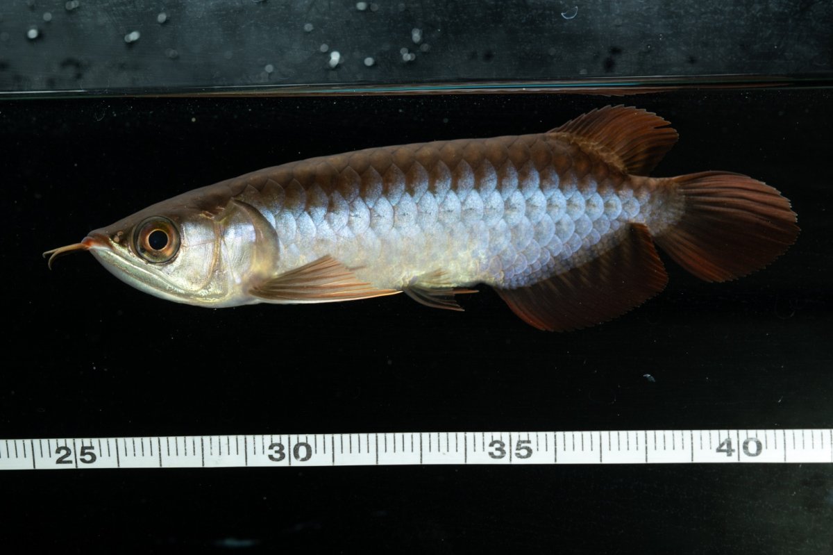 画像9: チリレッド NO.23（インドネシア産） (9)