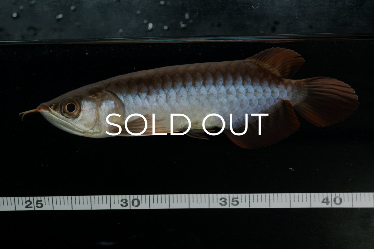 画像9: チリレッド NO.23（インドネシア産） (9)