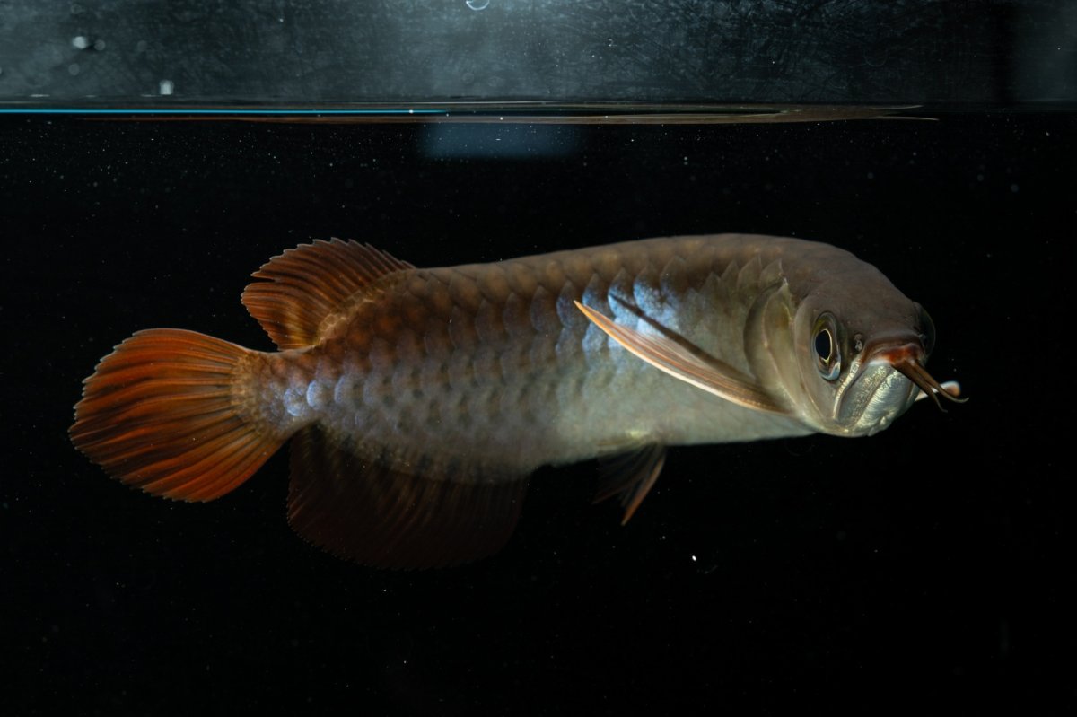 画像8: チリレッド NO.23（インドネシア産） (8)