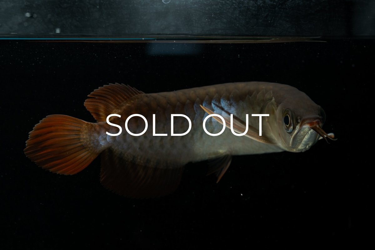 画像8: チリレッド NO.23（インドネシア産） (8)