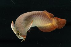 画像10: チリレッド NO.6（インドネシア産） (10)