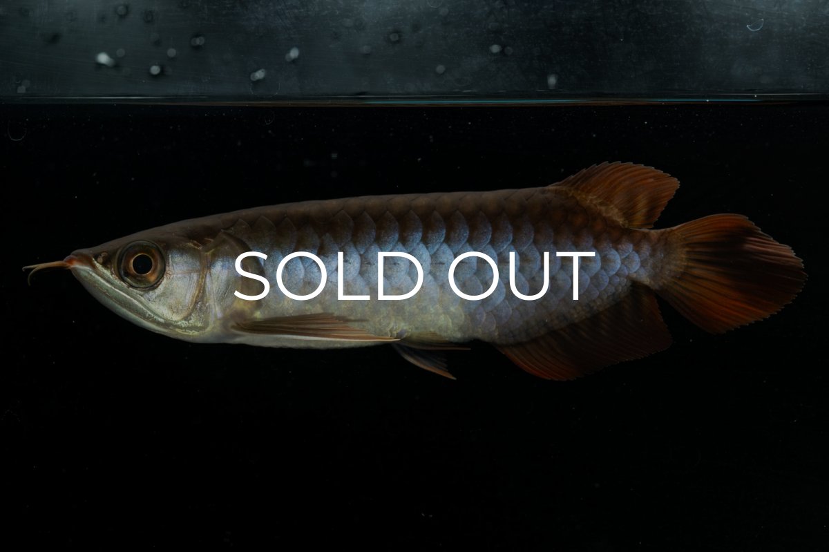 画像7: チリレッド NO.23（インドネシア産） (7)