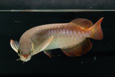 画像8: チリレッド NO.6（インドネシア産） (8)