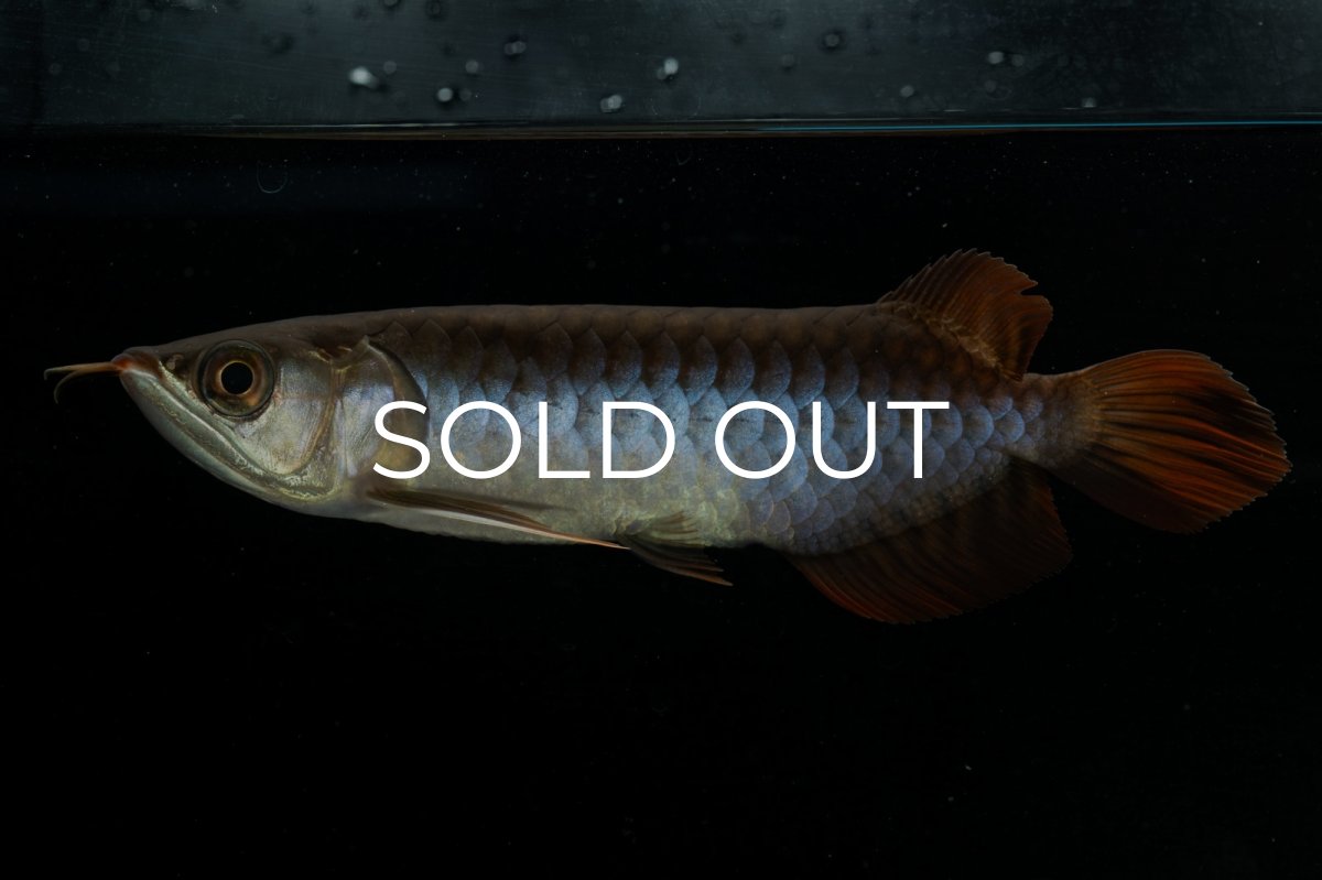 画像5: チリレッド NO.23（インドネシア産） (5)