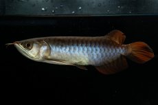 画像5: チリレッド NO.23（インドネシア産） (5)