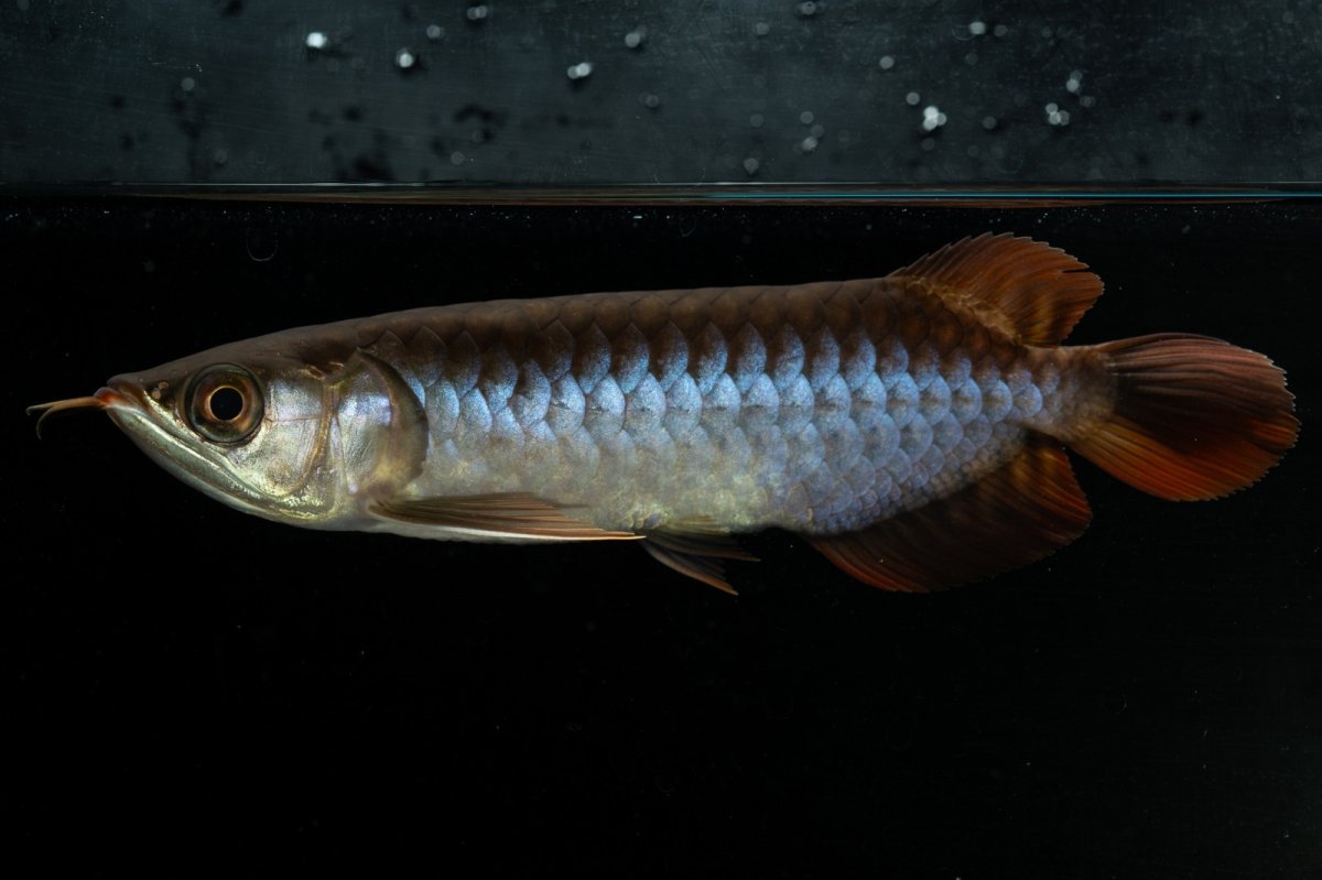 画像1: チリレッド NO.23（インドネシア産） (1)