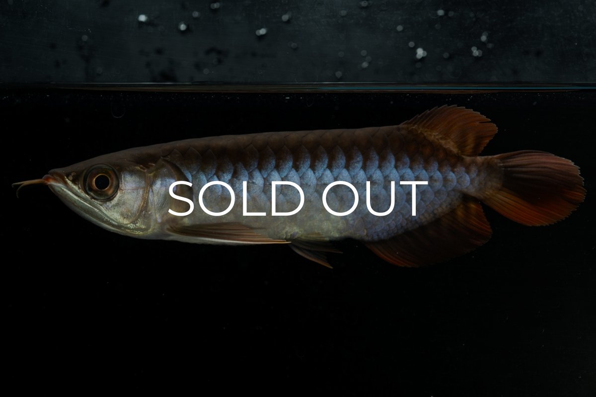 画像1: チリレッド NO.23（インドネシア産） (1)