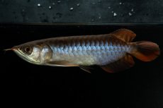 画像1: チリレッド NO.23（インドネシア産） (1)