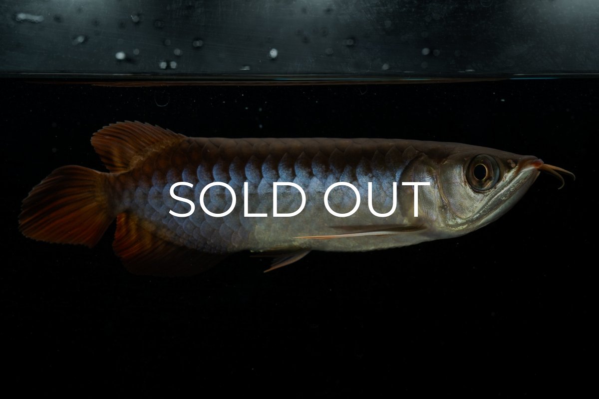 画像2: チリレッド NO.23（インドネシア産） (2)