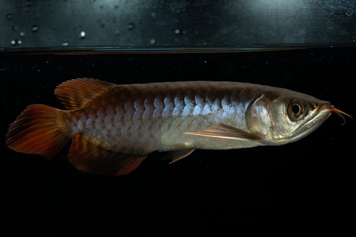 画像6: チリレッド NO.23（インドネシア産） (6)