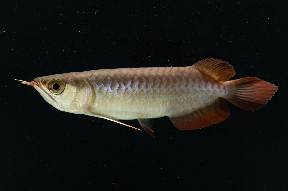 画像5: チリレッド NO.6（インドネシア産） (5)