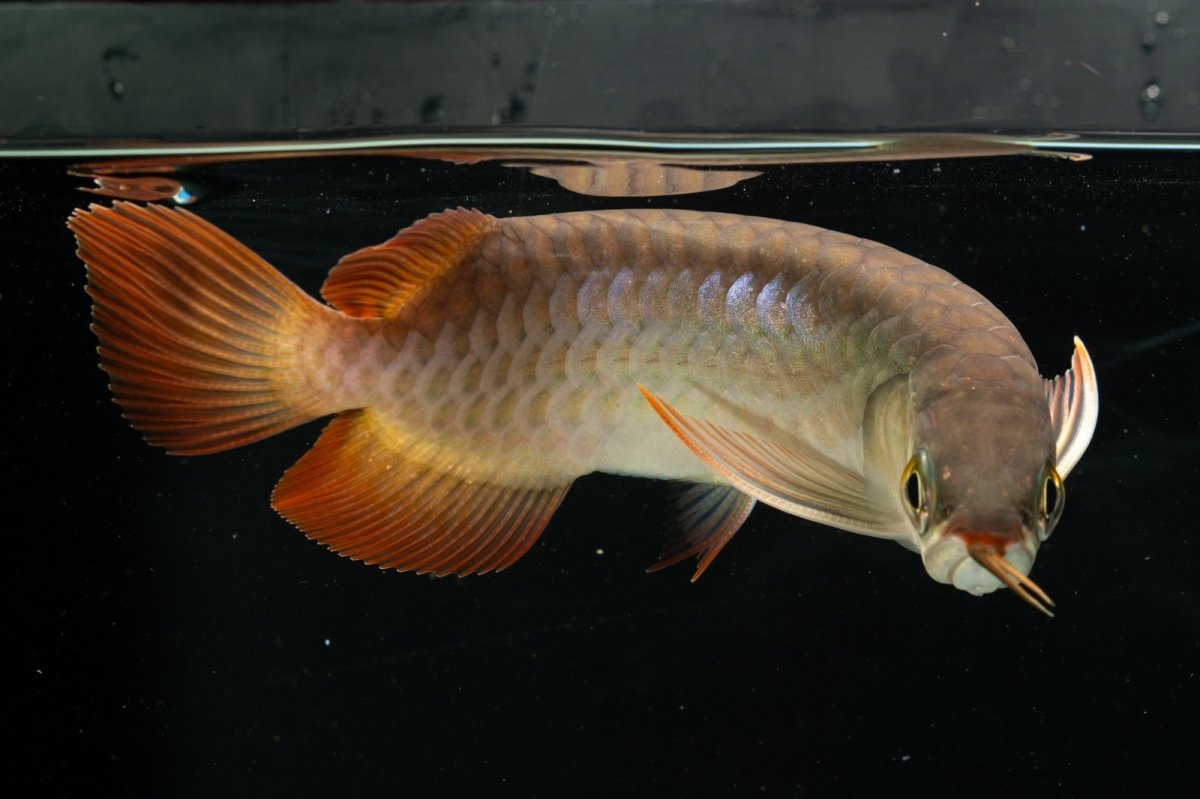 画像7: チリレッド NO.6（インドネシア産） (7)