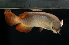 画像7: チリレッド NO.6（インドネシア産） (7)