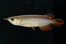 画像1: チリレッド NO.6（インドネシア産） (1)