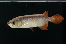 画像6: チリレッド NO.6（インドネシア産） (6)