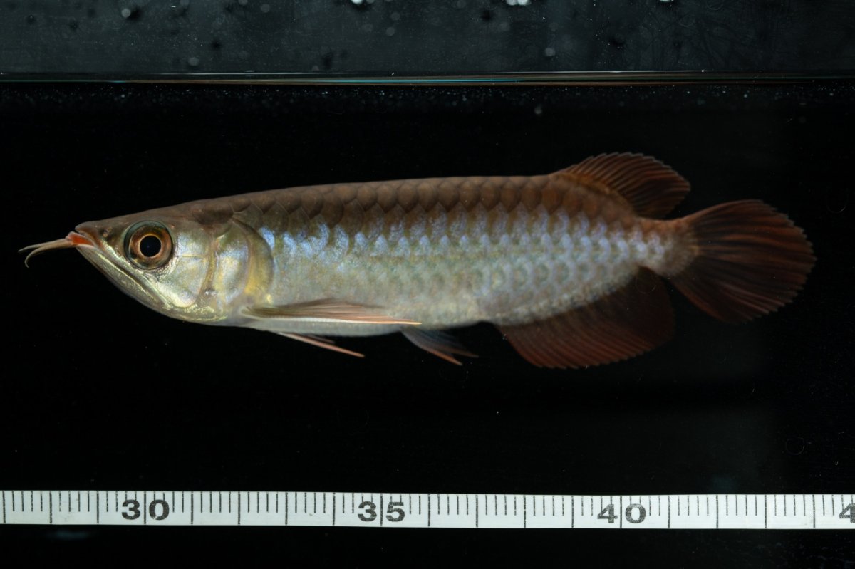 画像11: チリレッド NO.24（インドネシア産） (11)