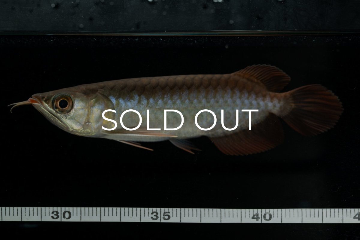 画像11: チリレッド NO.24（インドネシア産） (11)