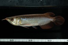 画像11: チリレッド NO.24（インドネシア産） (11)