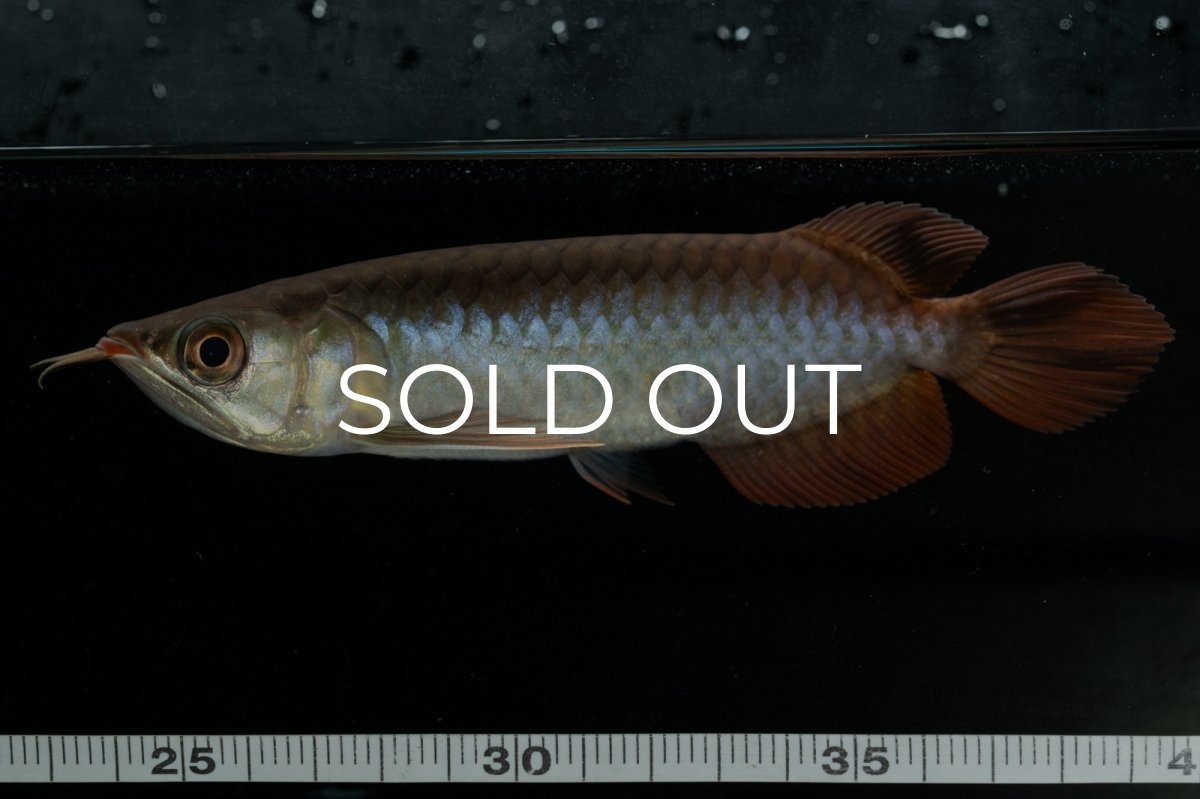 画像9: チリレッド NO.24（インドネシア産） (9)