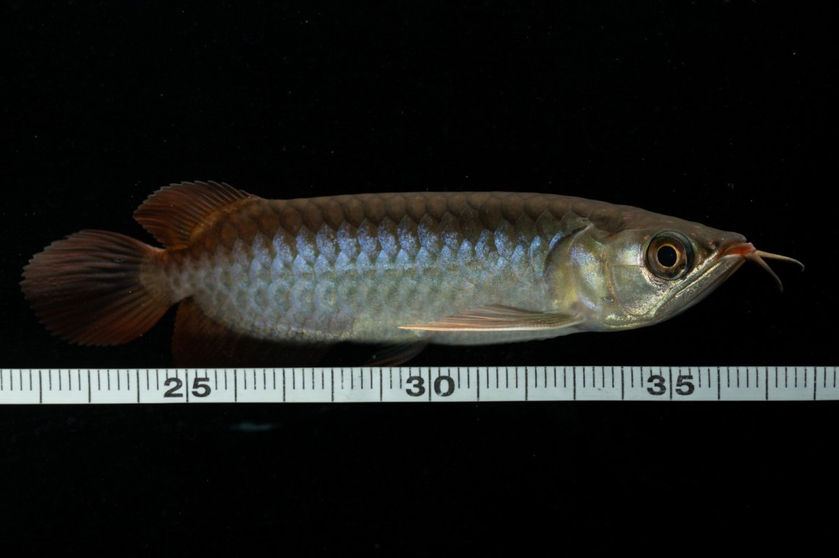 画像10: チリレッド NO.24（インドネシア産） (10)