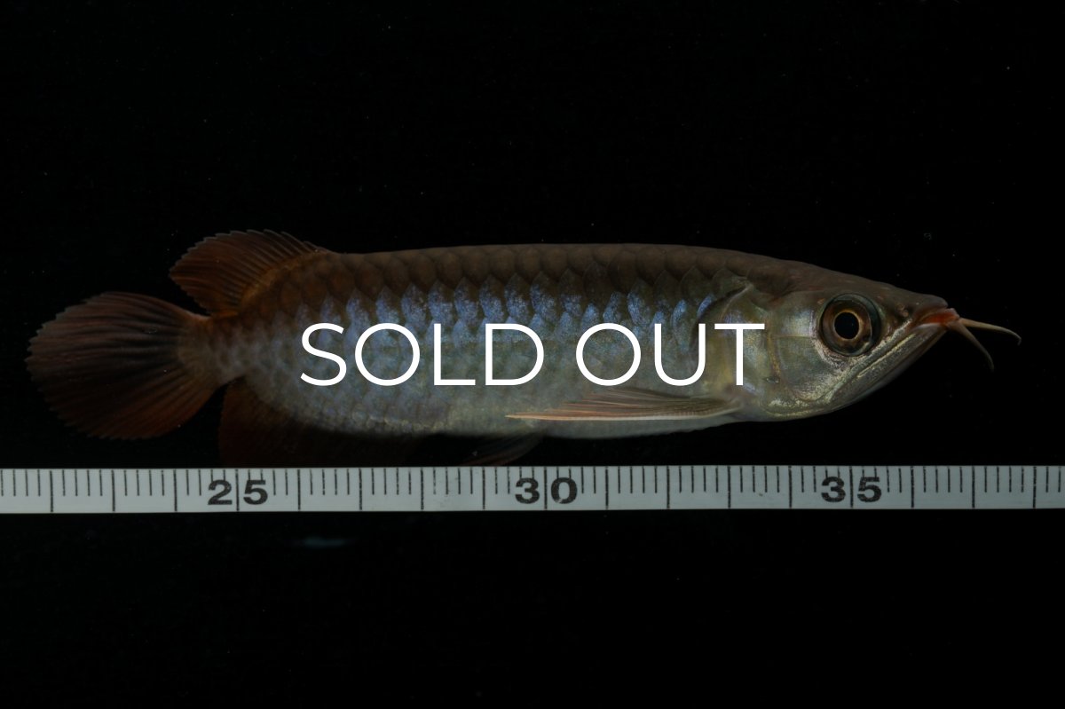 画像10: チリレッド NO.24（インドネシア産） (10)