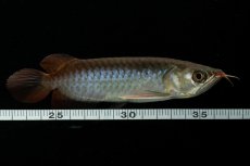 画像10: チリレッド NO.24（インドネシア産） (10)