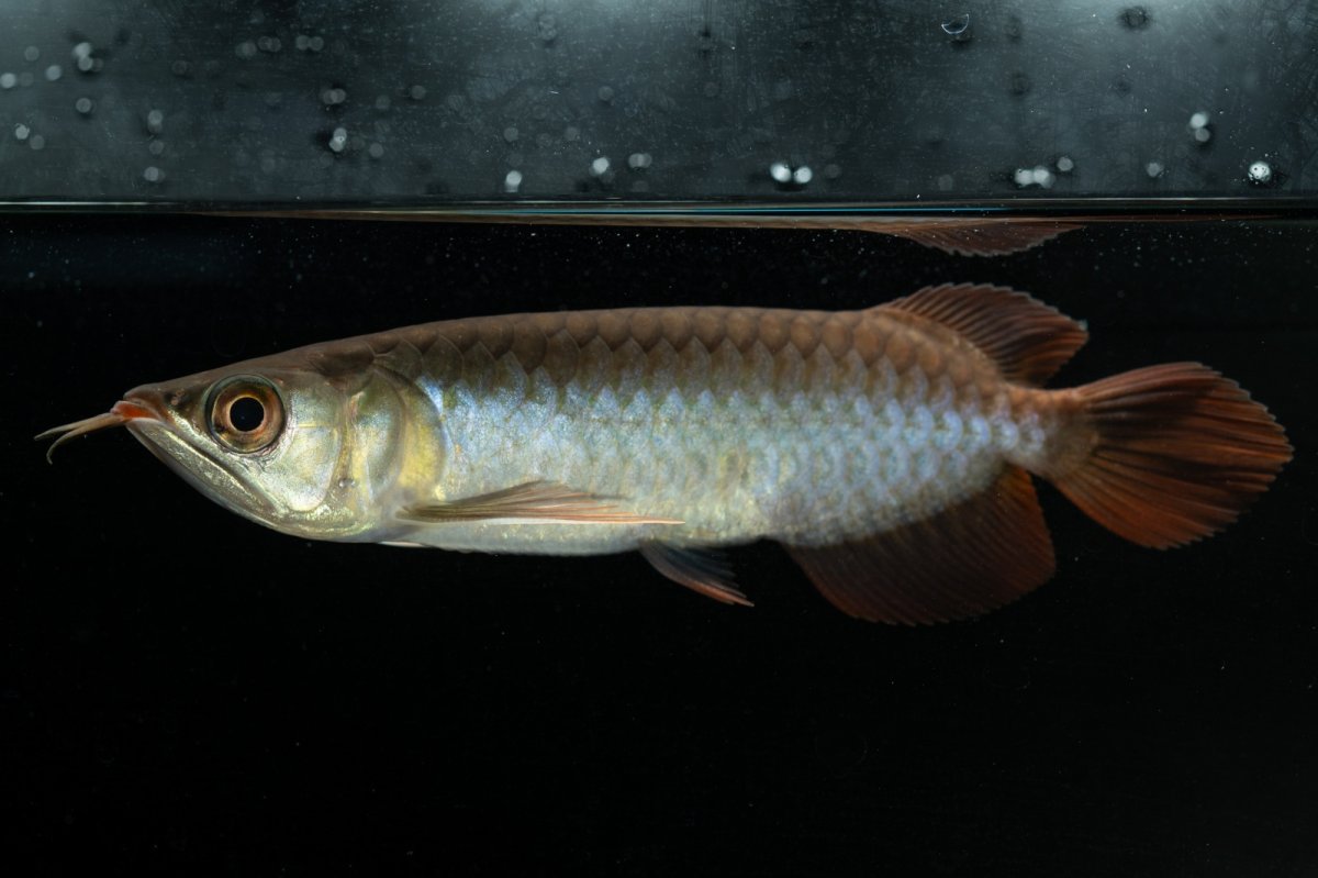 画像6: チリレッド NO.24（インドネシア産） (6)