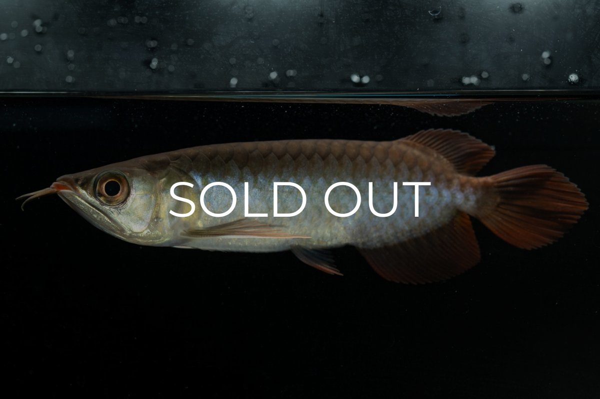 画像6: チリレッド NO.24（インドネシア産） (6)