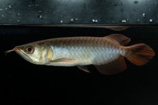 画像6: チリレッド NO.24（インドネシア産） (6)