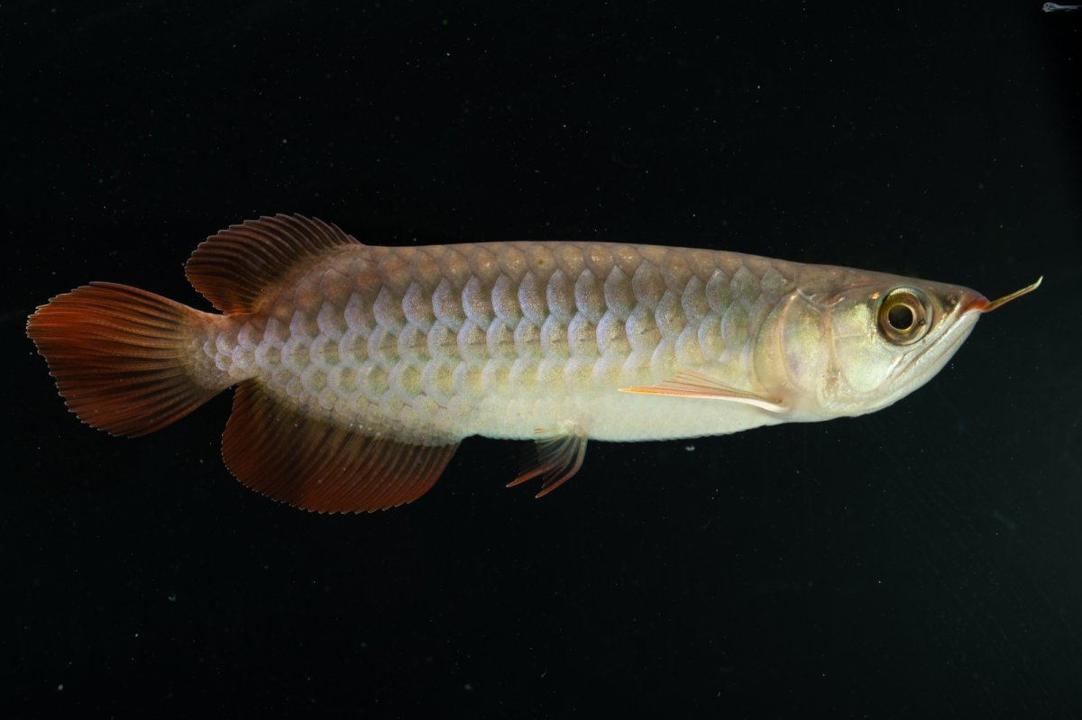 画像4: チリレッド NO.6（インドネシア産） (4)