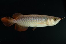 画像2: チリレッド NO.6（インドネシア産） (2)