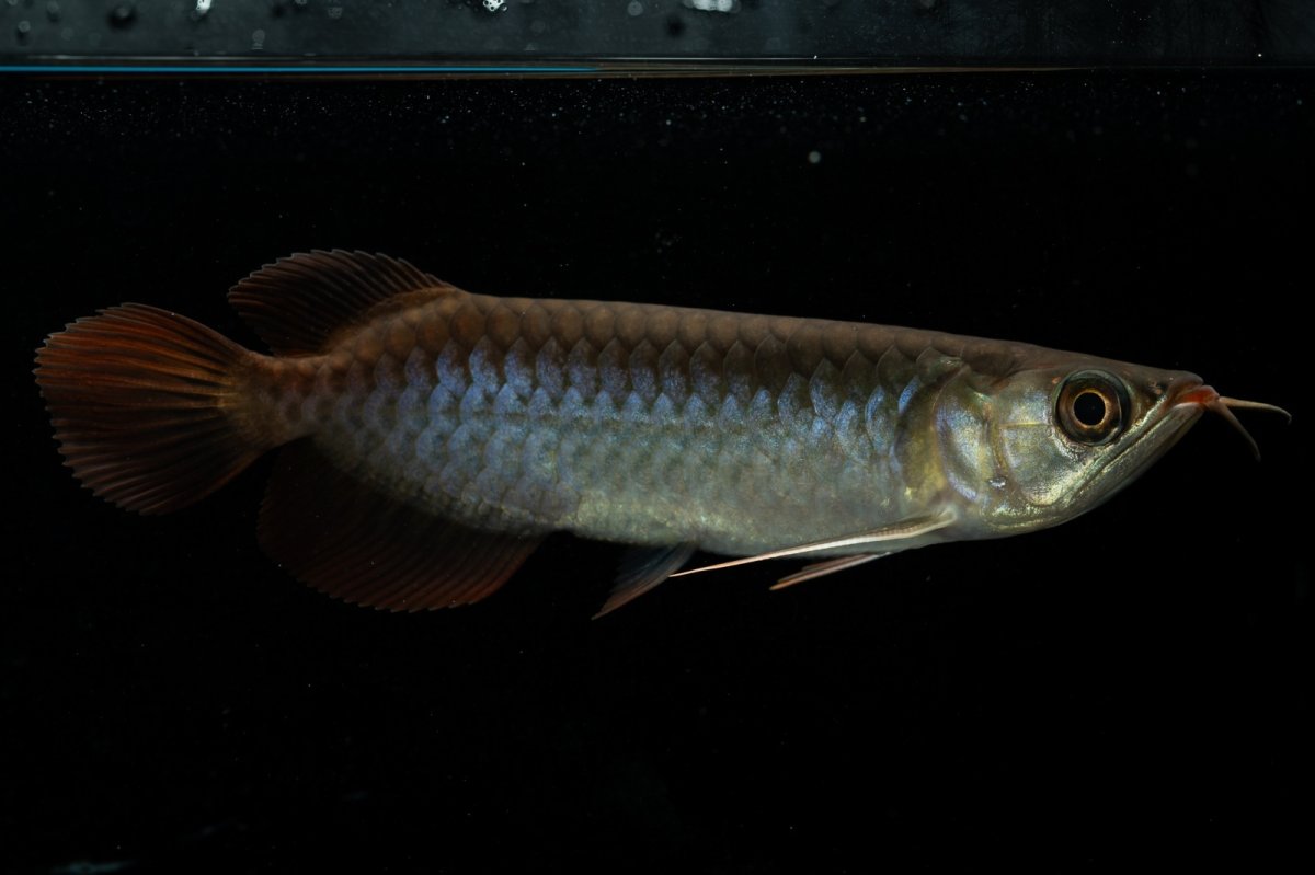 画像5: チリレッド NO.24（インドネシア産） (5)