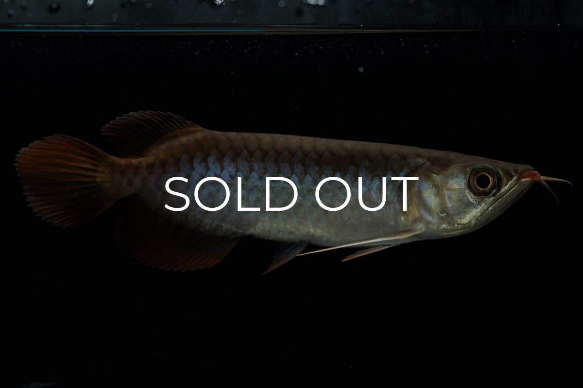 画像5: チリレッド NO.24（インドネシア産） (5)