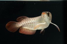 画像9: チリレッド NO.6（インドネシア産） (9)