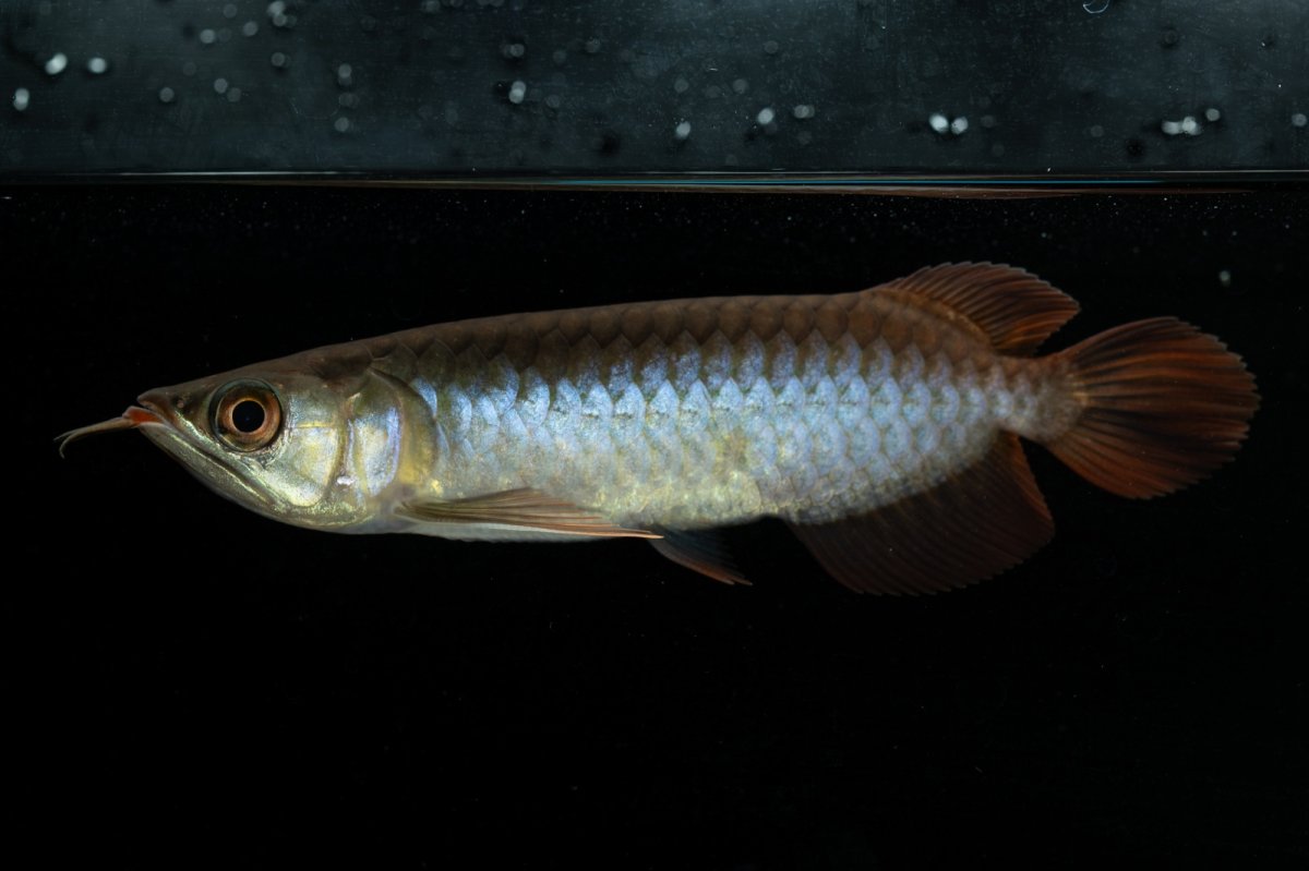 画像4: チリレッド NO.24（インドネシア産） (4)