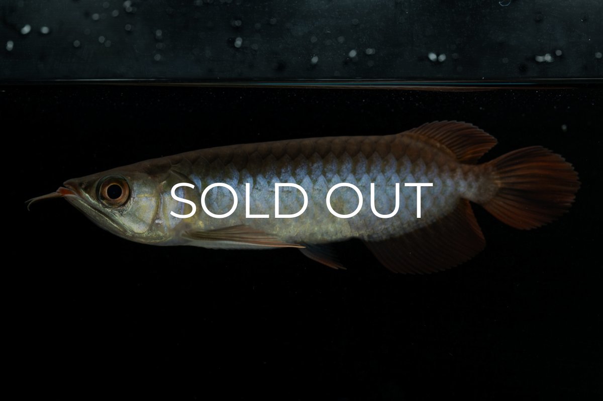 画像4: チリレッド NO.24（インドネシア産） (4)