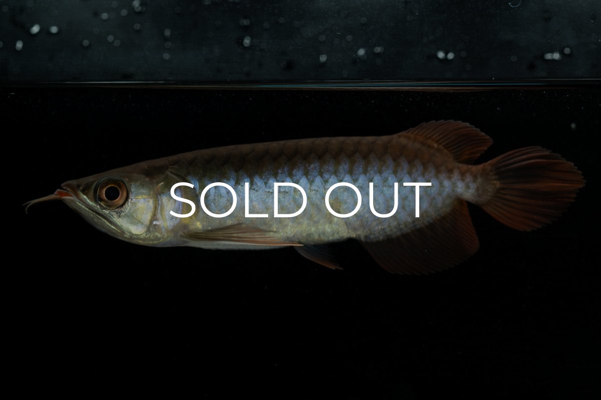 画像2: チリレッド NO.24（インドネシア産） (2)