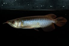 画像2: チリレッド NO.24（インドネシア産） (2)