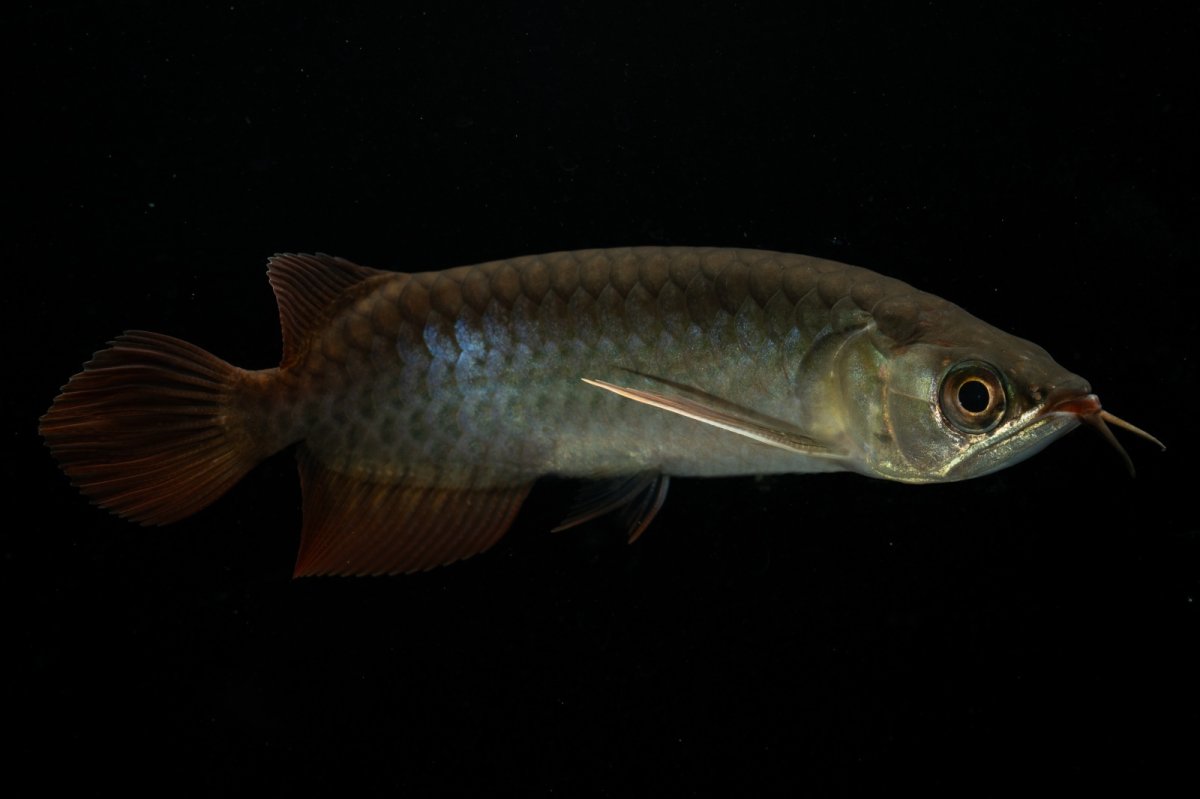 画像7: チリレッド NO.24（インドネシア産） (7)