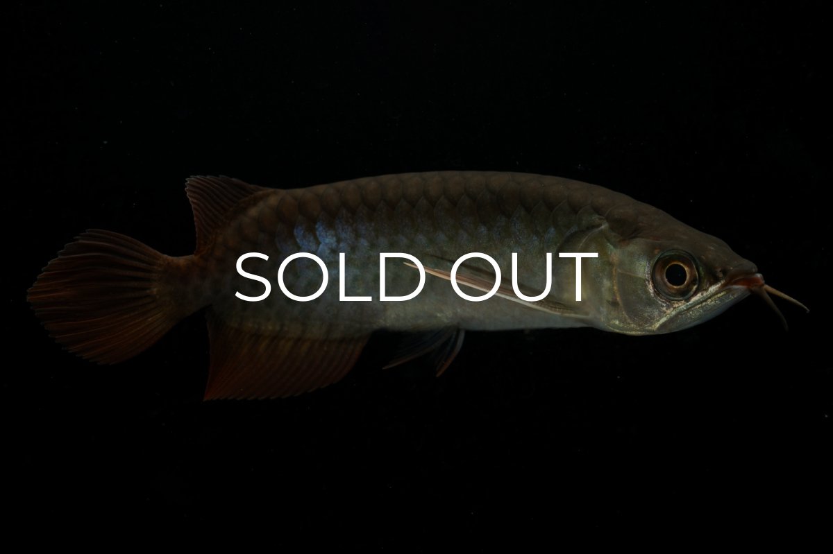 画像7: チリレッド NO.24（インドネシア産） (7)