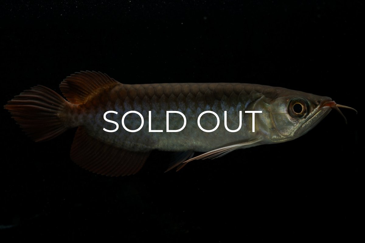 画像3: チリレッド NO.24（インドネシア産） (3)