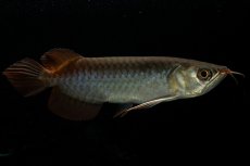 画像3: チリレッド NO.24（インドネシア産） (3)