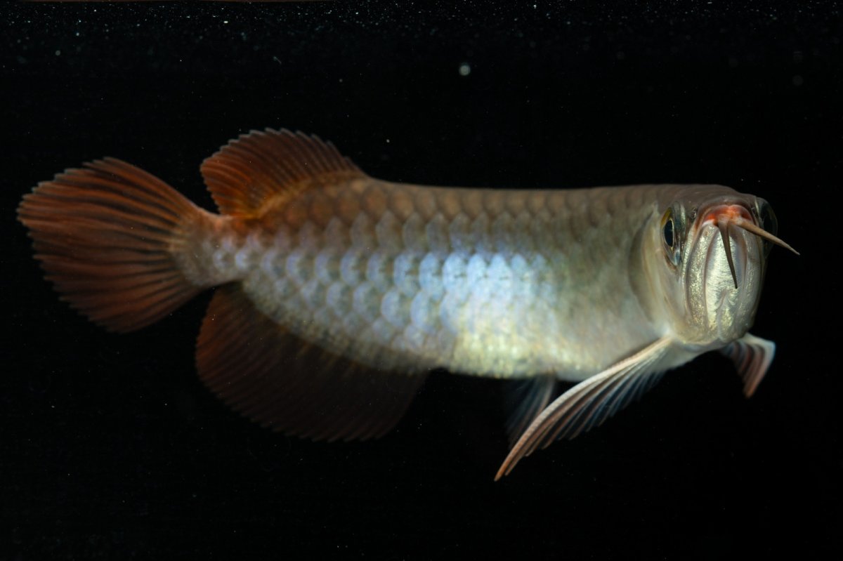 画像8: チリレッド NO.24（インドネシア産） (8)