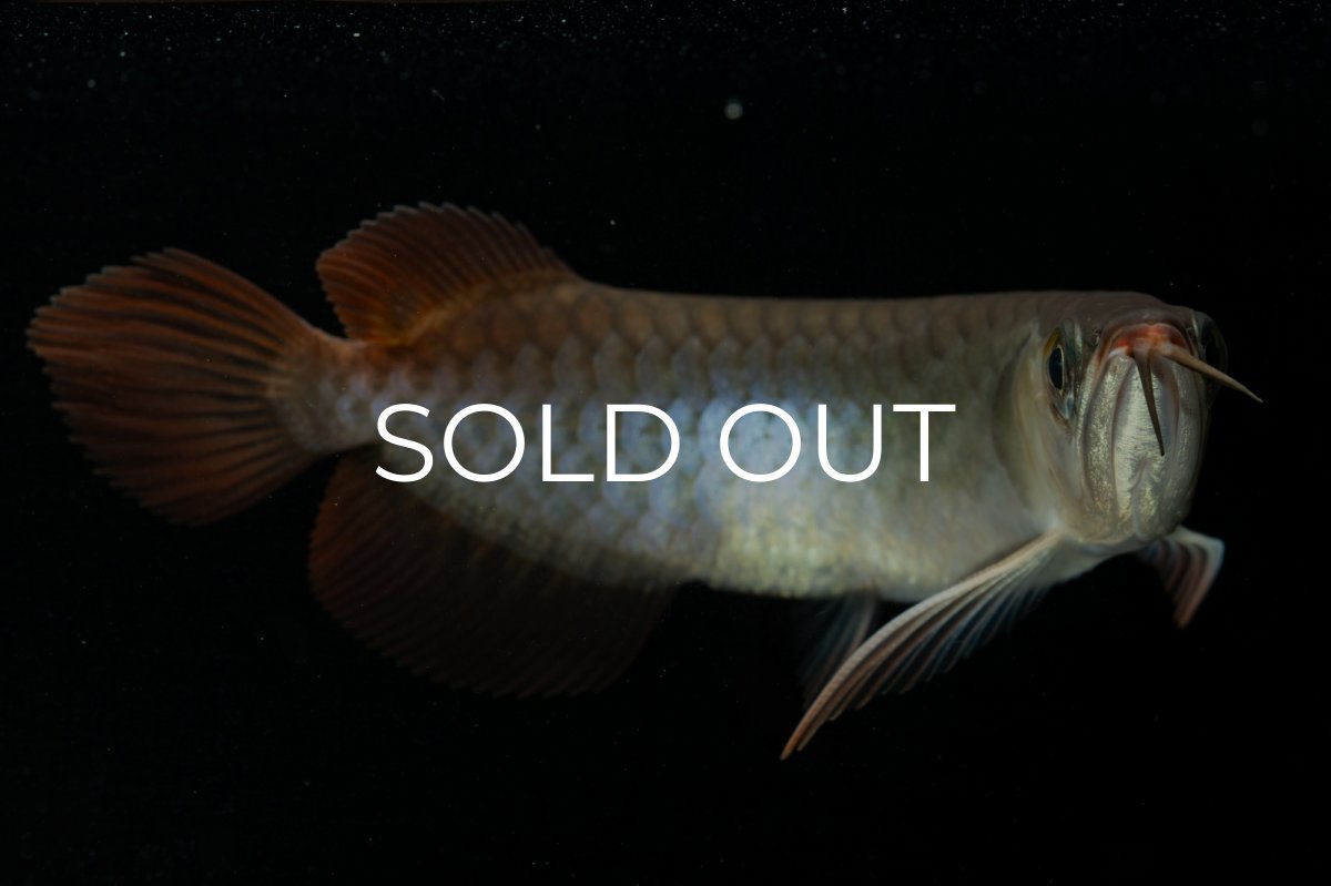 画像8: チリレッド NO.24（インドネシア産） (8)