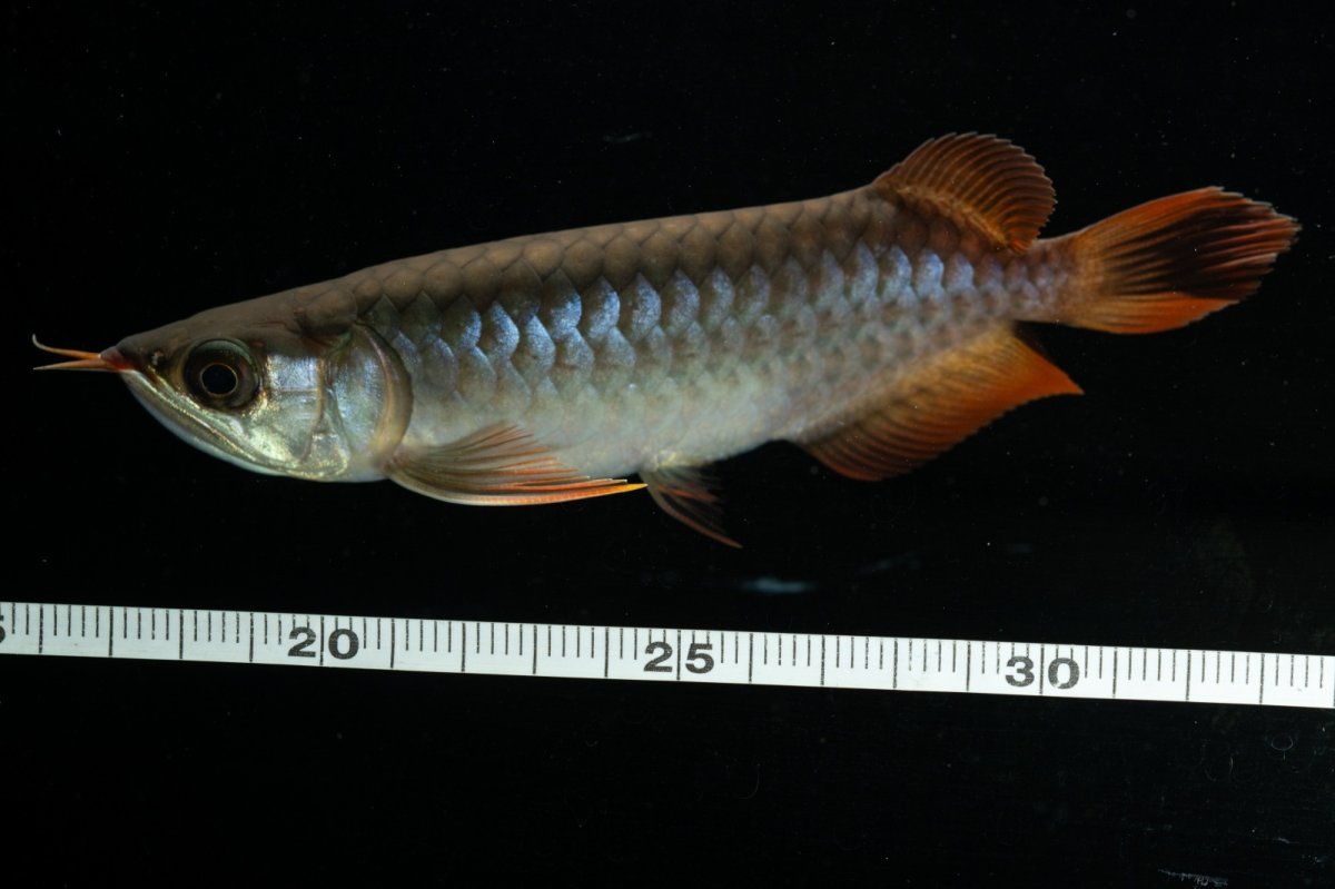 画像6: チリレッド NO.25（インドネシア産） (6)