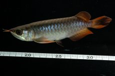 画像6: チリレッド NO.25（インドネシア産） (6)